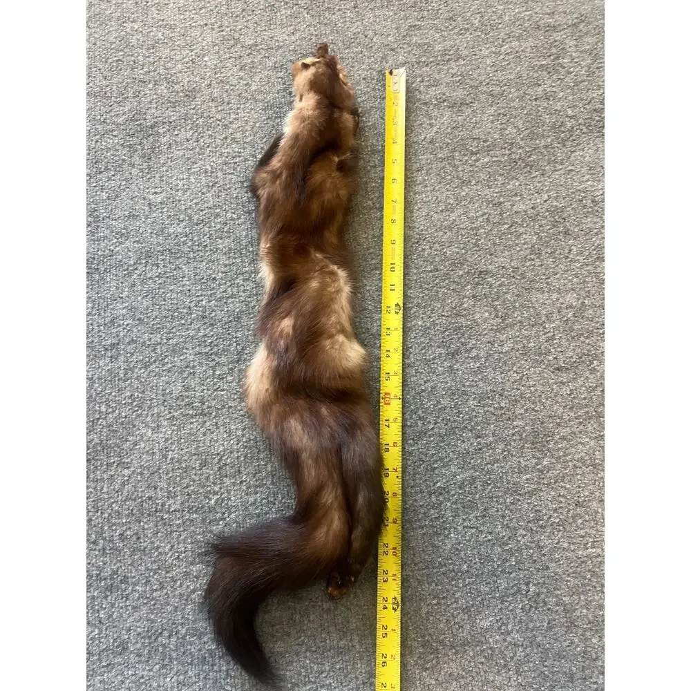 VTG Stone Marten Full Body Pelt Taxidermy w/ Paws Fur Neck Warmer Stole Scarf